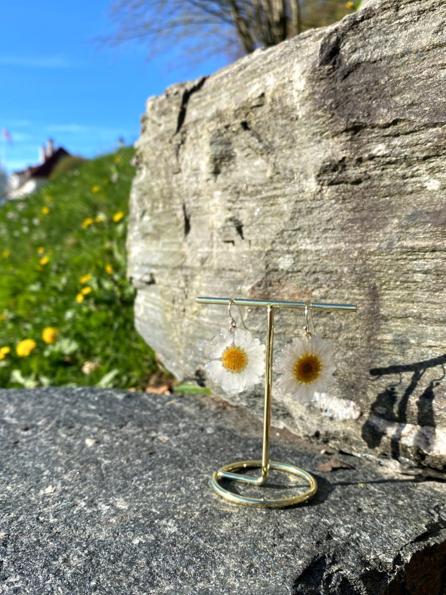 MARGERITT øredobber, ekte tørkede blomster, 925 sølv ørekroker