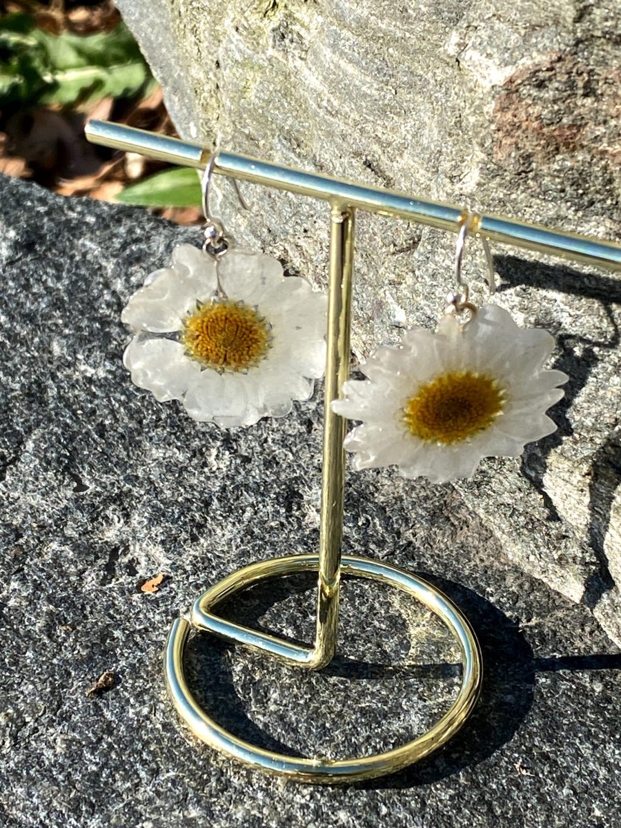 MARGERITT øredobber, ekte tørkede blomster, 925 sølv ørekroker - Image 4